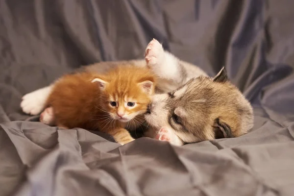 Cachorro malamute, y el pequeño naranja gatito Maine Coon, lindo acostado sobre fondo gris — Foto de Stock