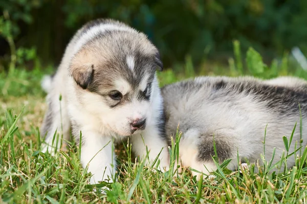 Lindo cachorro regordete Malamute acostado en la hierba — Foto de Stock