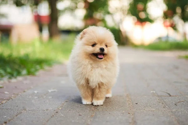 Cute puppy krem Pomorski na ulicy. — Zdjęcie stockowe