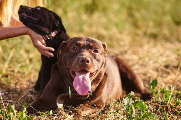 Volwassen Labrador en kleine Labrador puppy samen op het gras in het Park — Stockfoto