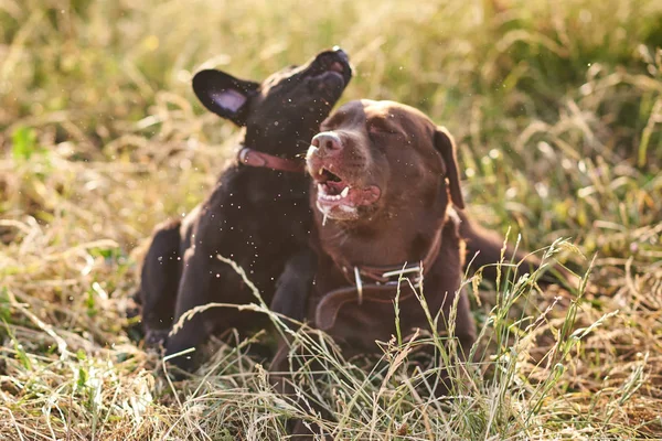 成人拉布拉多和可爱的拉布拉多小狗嬉戏，躺在草地上 — 图库照片