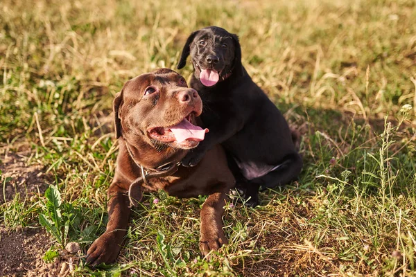 Volwassen Labrador bruine kleur en een kleine pup Labrador zwarte kleur, steken uit zijn tong, liggen samen op het gras — Stockfoto