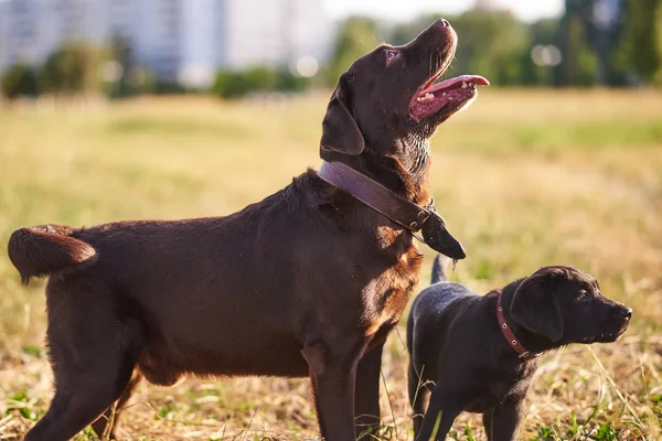 Volwassen Labrador Retriever en schattige Labrador pup het nemen van een wandeling samen — Stockfoto