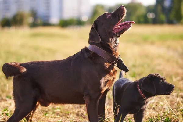 Adulto Labrador Retriever, e filhote de cachorro bonito Labrador dar um passeio juntos — Fotografia de Stock