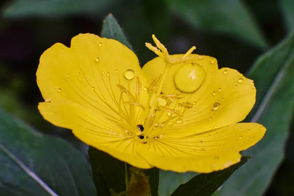 Belle fleur jaune avec des gouttes, macro de haute qualité — Photo