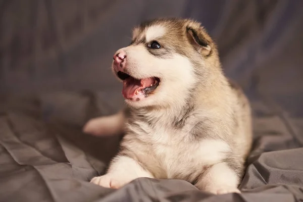 Cute puppy Malamute, opening her mouth, lying on a gray background — Stock Photo, Image