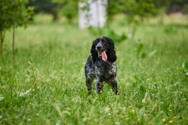 Komik dil dışarı yapışmasını ile Rus avcılık Spaniel