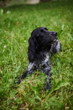 Rus avcılık Spaniel siyah ve gri çim üzerinde yatıyor