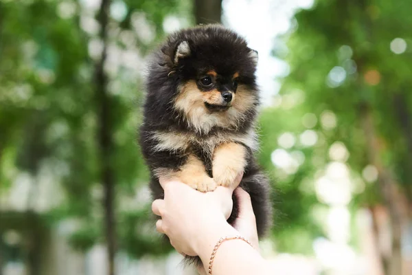 Oscuro lindo cachorro spitz en la mano . — Foto de Stock