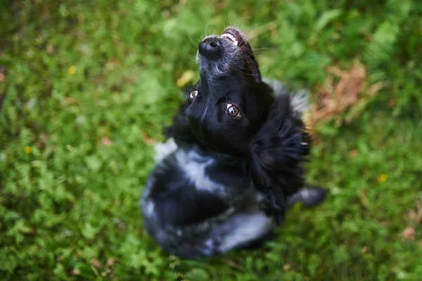 Russo caccia Spaniel, guardando in alto — Foto Stock