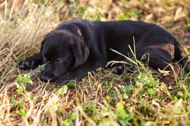 Sevimli köpek Labrador çim üzerinde yalan
