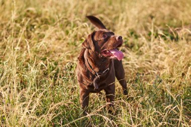Kahverengi Labrador, dil dışarı çıkıyor, yukarı bakıyor