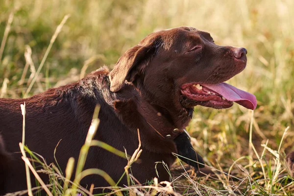 Ritratto di un Labrador marrone — Foto Stock