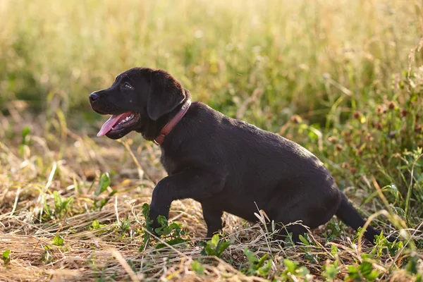 Carino cucciolo Labrador colore nero, lingua sporgente, seduto sull'erba — Foto Stock