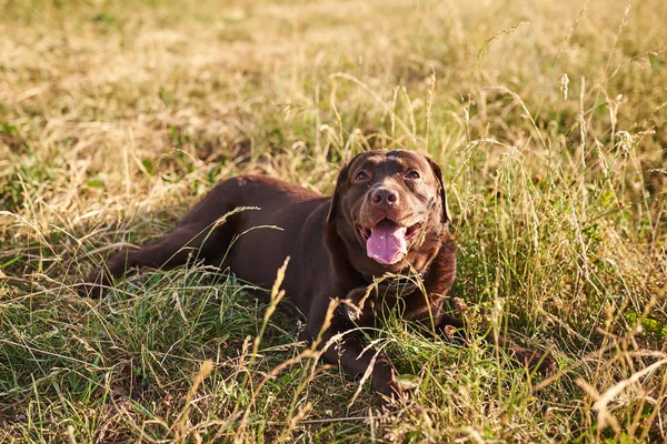 Labrador colore marrone, lingua fuori, sdraiato sull'erba — Foto Stock