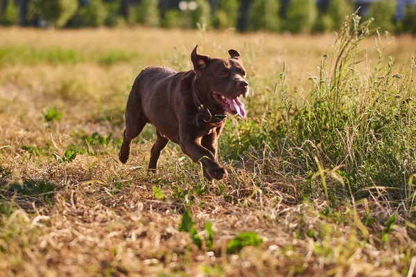 Labrador bruine kleur, uitsteekt zijn tong, rennen op het gras — Stockfoto