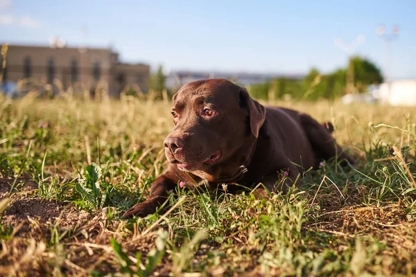 Labrador colore marrone si trova sull'erba — Foto Stock