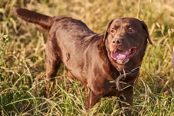 Labrador barna színű, nyelv kilóg, állva a fűben — Stock Fotó