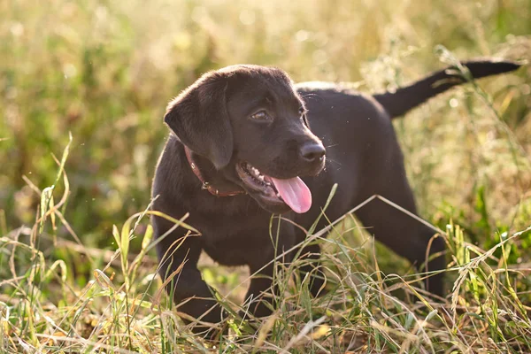 Schattige puppy Labrador, tong steken, staan in het gras — Stockfoto