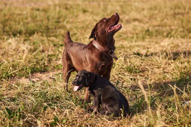 Yetişkin Labrador ve sevimli Labrador köpek yavrusu çim en yanında
