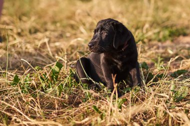Sevimli köpek Labrador siyah renk çim üzerinde oturan ve uzağa bakıyor