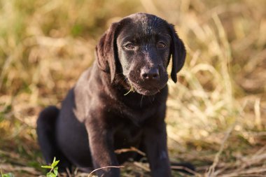 Siyah renk sevimli bir Labrador köpek yavrusu Portresi