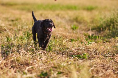 Sevimli köpek Labrador siyah renk, dilini dışarı yapışmasını, çim üzerinde çalışan