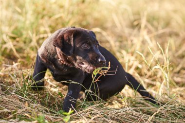 Küçük Labrador yavrusu ağzında çim bir tuft ile, yerde oturan