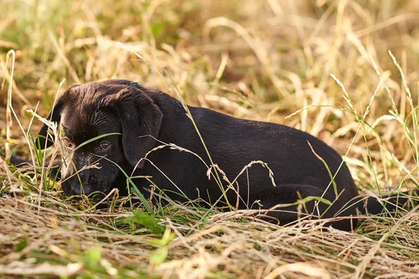 Schattige puppy Labrador liggend op het gras — Stockfoto