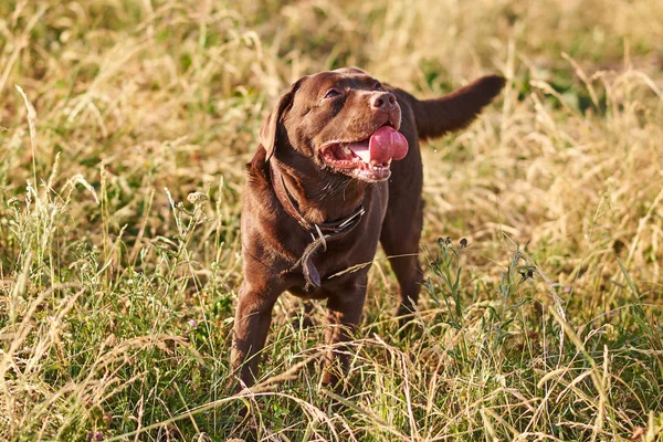 Labrador marrone, lingua che sporgeva, alzando lo sguardo — Foto Stock
