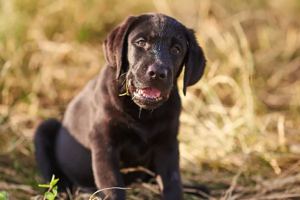 Siyah renk sevimli bir Labrador köpek yavrusu Portresi