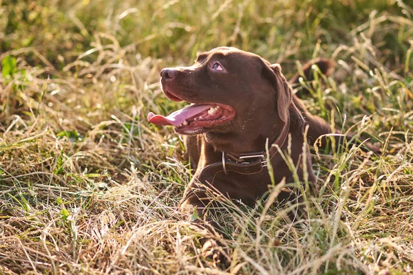 Ritratto di un bel Labrador marrone — Foto Stock