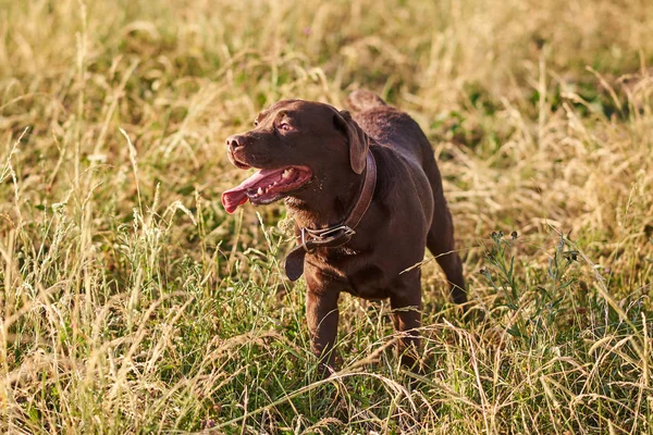 Labrador colore marrone, lingua sporgente, in piedi sull'erba — Foto Stock