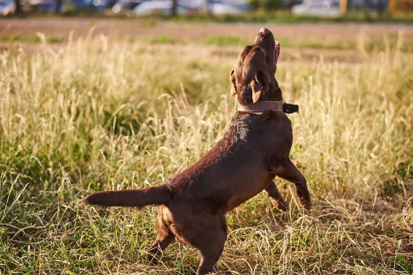 Labrador brown color, playing, Bouncing on the grass — Stock Photo, Image