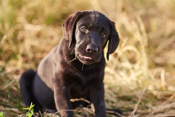 Siyah renk sevimli bir Labrador köpek yavrusu Portresi