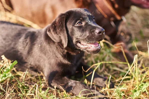 Ritratto di un simpatico cucciolo Labrador di colore nero — Foto Stock