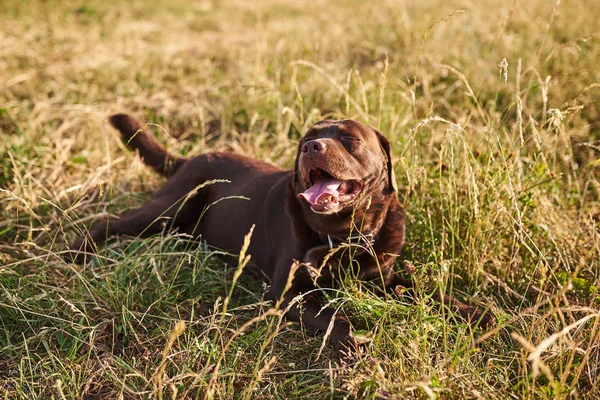 Labrador colore marrone, lingua fuori, sdraiato sull'erba — Foto Stock