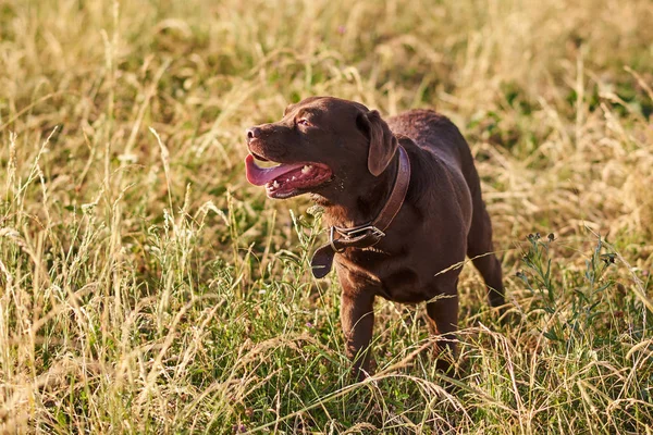 Labrador bruine kleur, tong steken, staande op het gras — Stockfoto