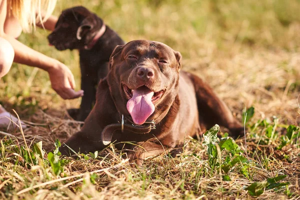 Labrador bruine kleur ligt op het gras met een tevreden uitdrukking op het gezicht — Stockfoto