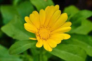 Yeşil bir arka plan üzerinde güzel sarı çiçek, makro yüksek kalite.