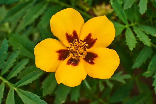 Hermosa flor amarilla sobre un fondo verde, macro de alta calidad . — Foto de Stock