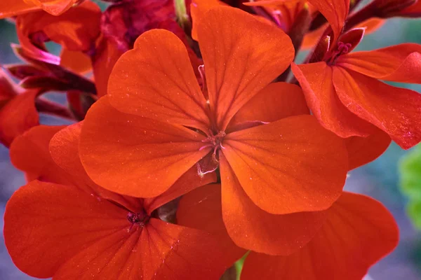 Vacker röd blomma, makro av hög kvalitet — Stockfoto