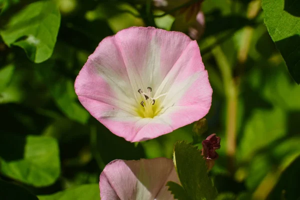 Růžová bílá květina na zeleném pozadí, makro, vysoká kvalita. — Stock fotografie