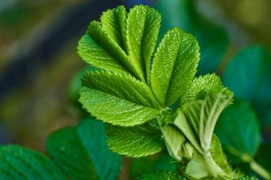 Roseleaf yaprakları, yakın çekim, yeşil bir arka plan üzerinde.