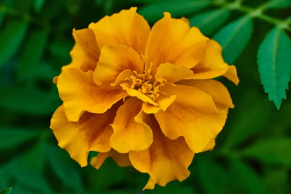 Belle fleur jaune sur fond vert, macro haute qualité . — Photo