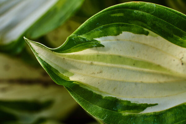 Roseleaf leaves, close-up, on a green background.