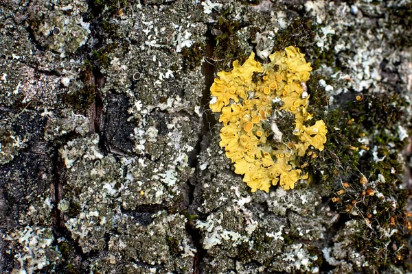 Texturize varredura com fungo amarelo — Fotografia de Stock