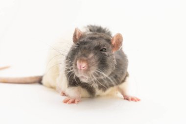 Siyah-beyaz dekoratif sıçan, namlusu üzerinde şüpheli bir ifade ile, beyaz bir arka plan üzerinde