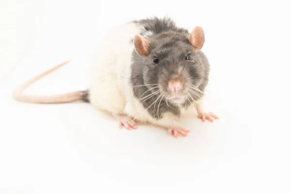Portrait of a cute black-and-white decorative rat, on a white background — Stock Photo, Image