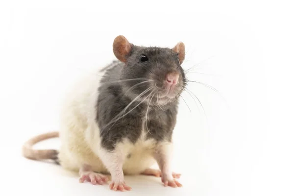 흑백 장식 쥐, 총구에 귀여운 표정, 흰색 배경에 — 스톡 사진